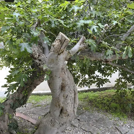 Grandpa Mate House *