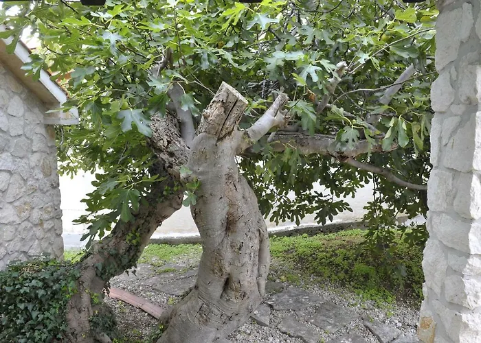 Grandpa Mate House *